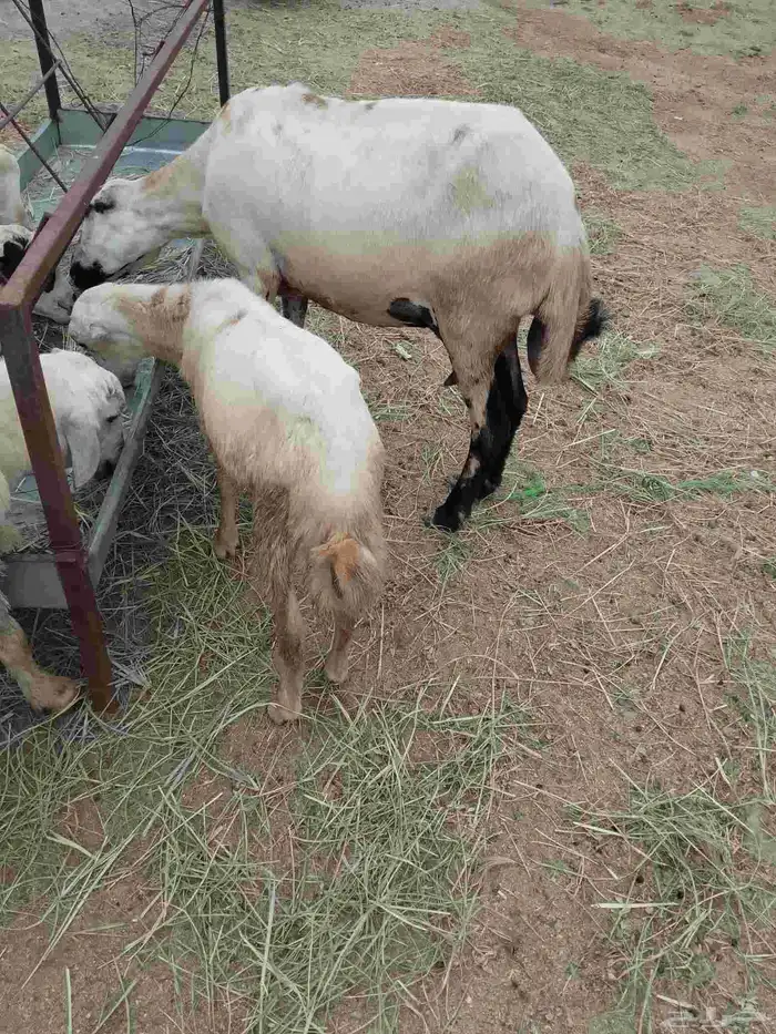 نعجه ماشالله معه خروف الموقع العيدابي 3