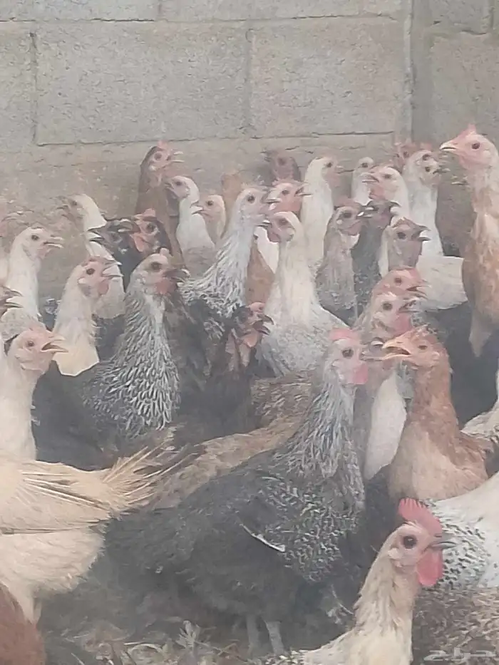 دجاج بياض اعمار 8و9شهور 4
