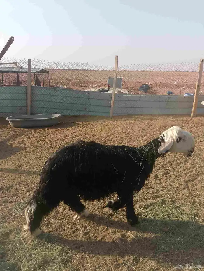 طليان خمس للبيع 7