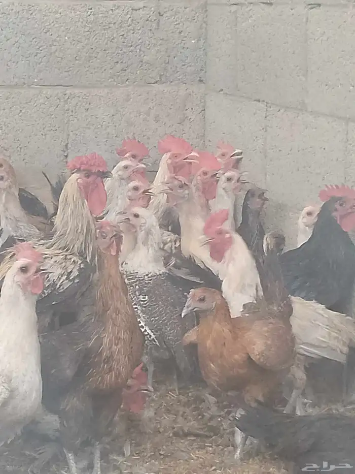 دجاج بياض اعمار 8و9شهور 1
