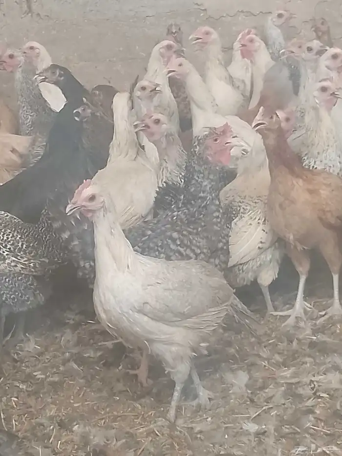 دجاج بياض اعمار 8و9شهور 3