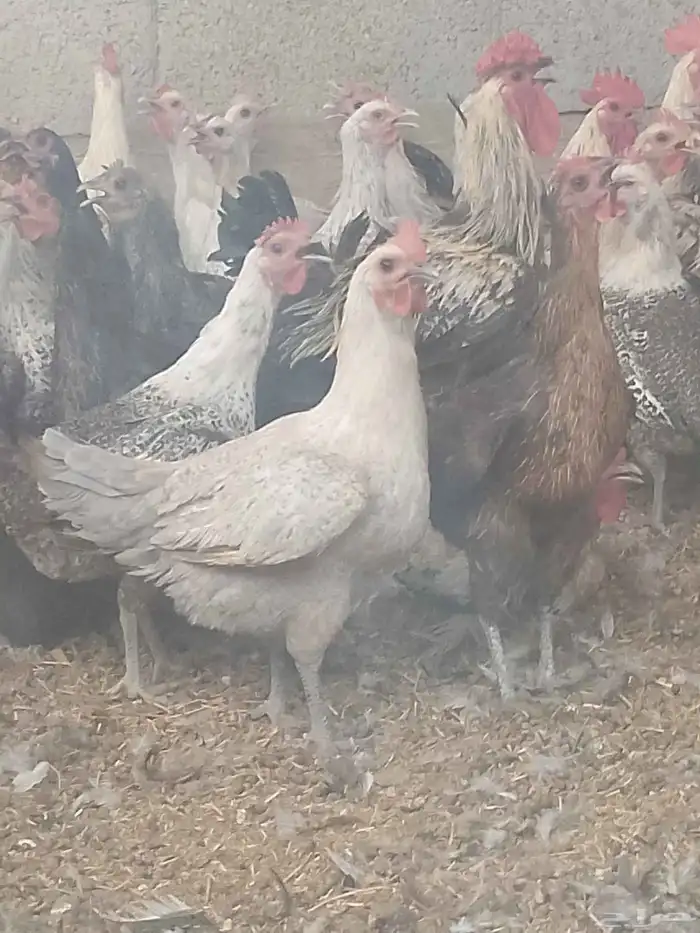 دجاج بياض اعمار 8و9شهور 0