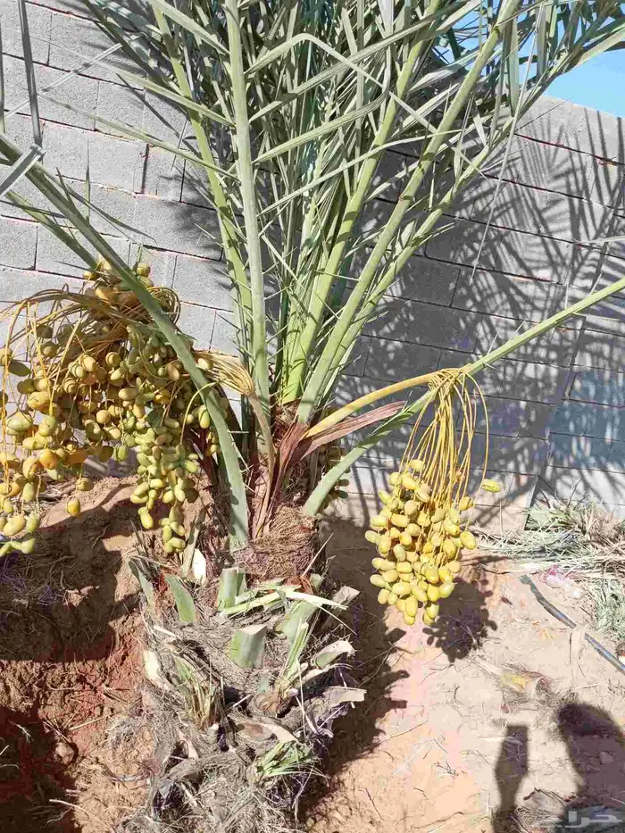 نخيل للبيع وشاري يسوم جمله وتفرد حتا واحده 7