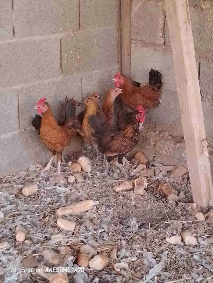 دجاج لبيع اعماره 3 شهور اربع دجاج وثلاث ديكه اصحه شرط 1