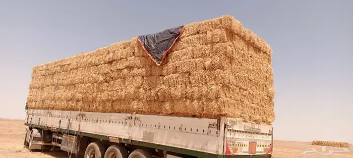 تبن بر ناعم جندير شد الول من 90 الي 95 1