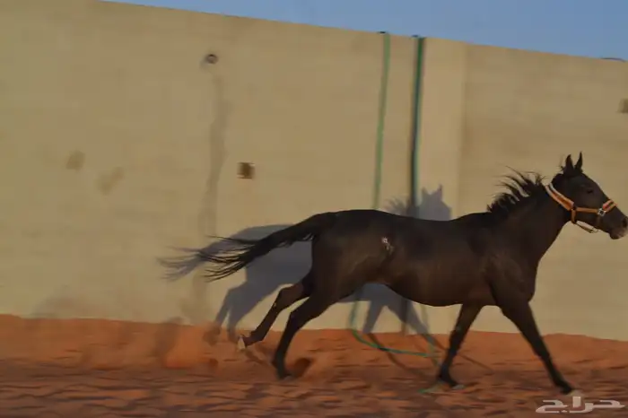 خيل للبيع افرس واحصنه ورق وشعبي 1