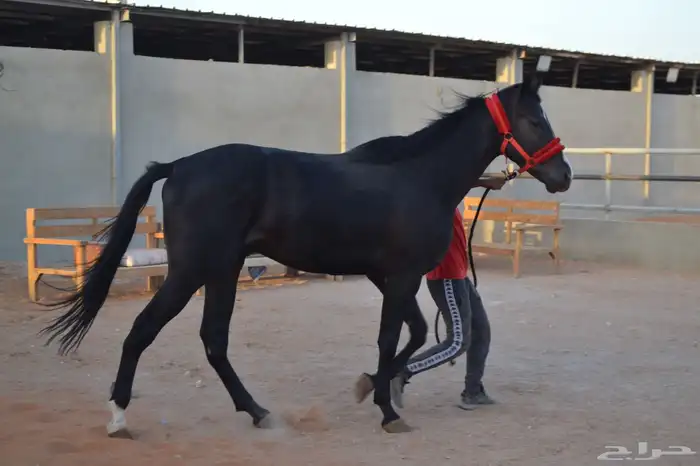 خيل للبيع افرس واحصنه ورق وشعبي 6