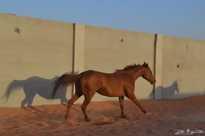 خيل للبيع افرس واحصنه ورق وشعبي 3