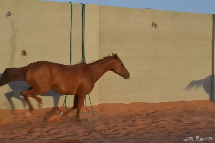 خيل للبيع افرس واحصنه ورق وشعبي 2