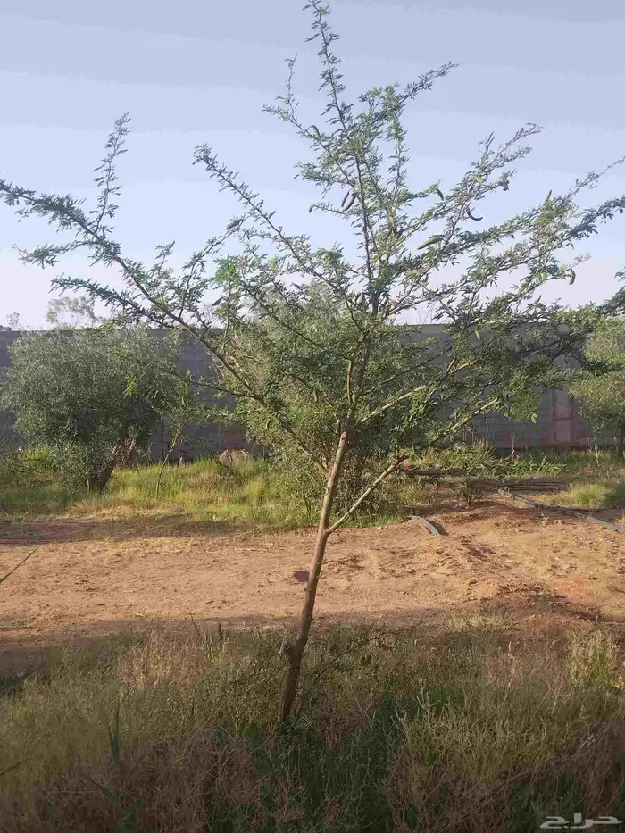 مقاول توريدنخيل عربي وواشنطني وأشجار زيتون معمره وصغيره في م 4
