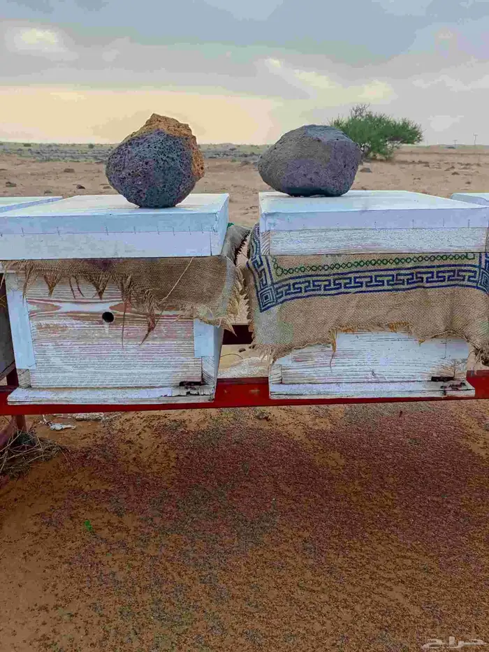نحل فرنجي العدد 14 اكثرها فل براويز ناحله 0