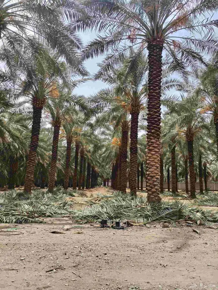 عمال النخل 0