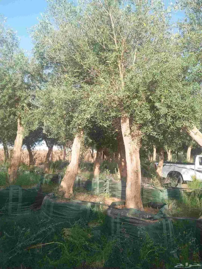 مقاول توريدنخيل عربي وواشنطني وأشجار زيتون معمره وصغيره في م 6