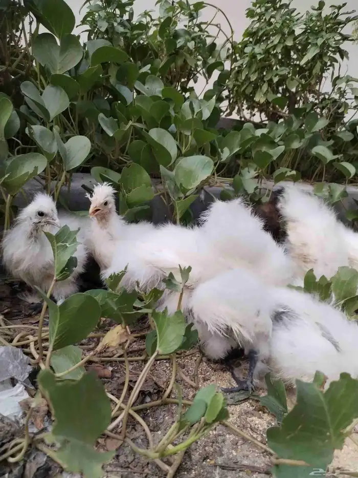 دجاج قطني عمر شهرين وشهرين ونص 3