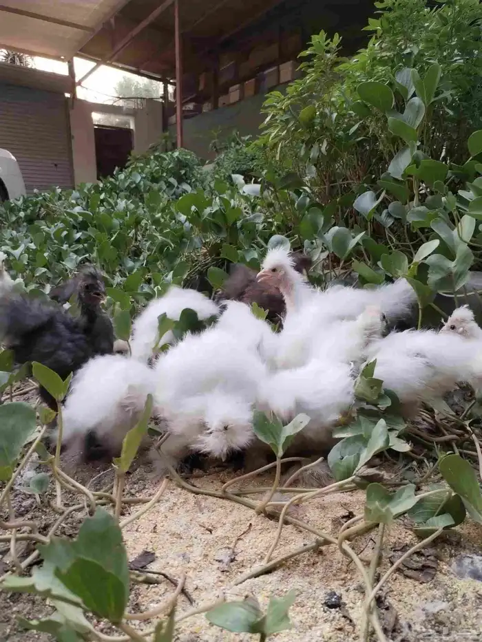 دجاج قطني عمر شهرين وشهرين ونص 1