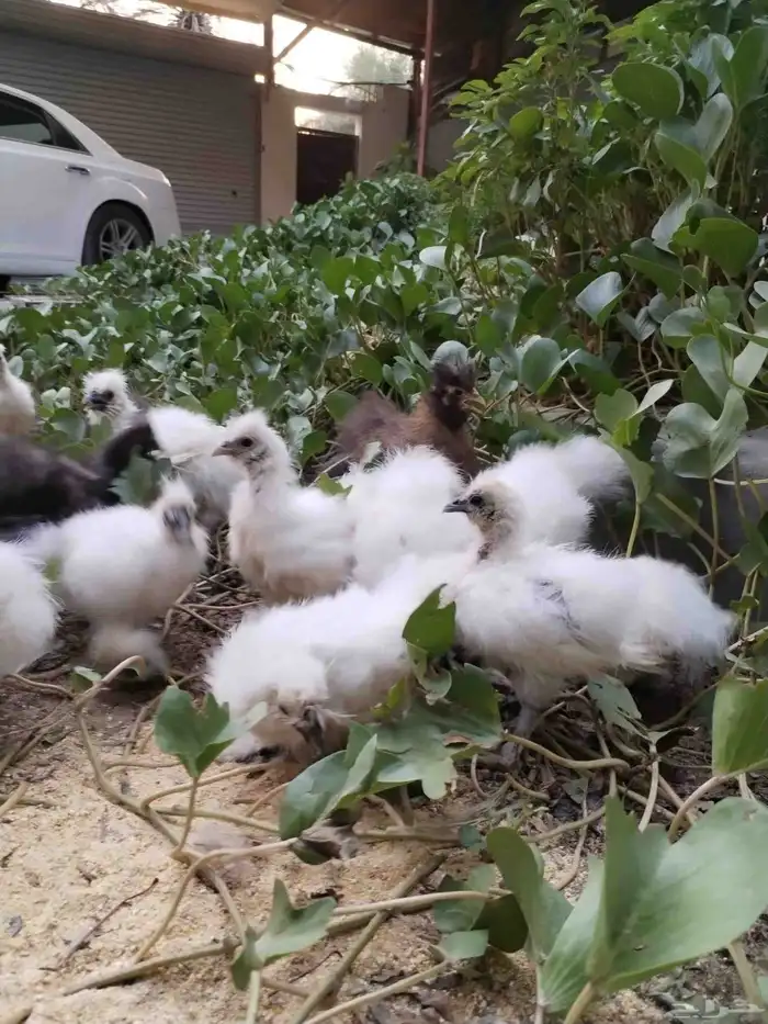 دجاج قطني عمر شهرين وشهرين ونص 5