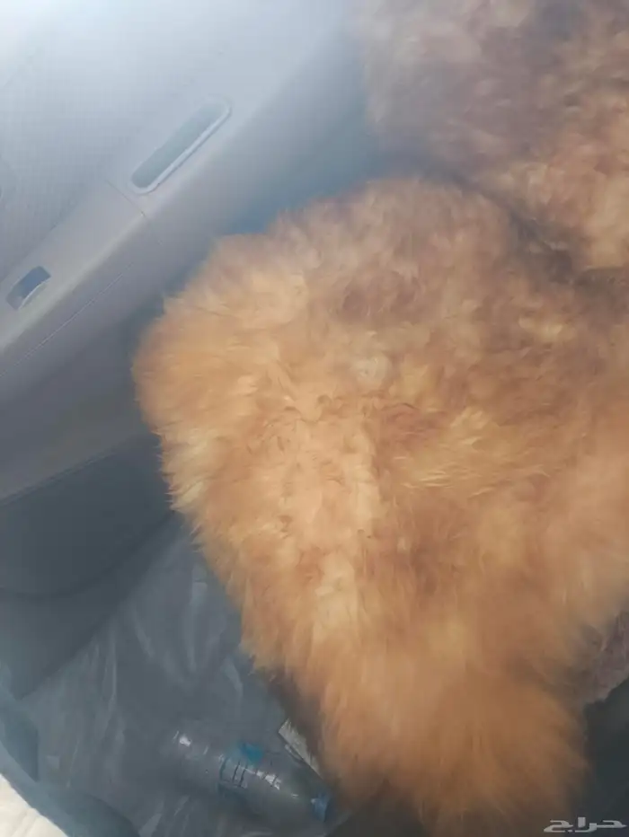 فرو اصلي كبير يوجد حبتين 1