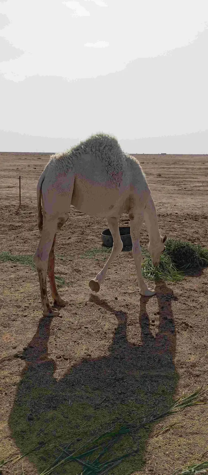 حاشي قعود للبيع 1