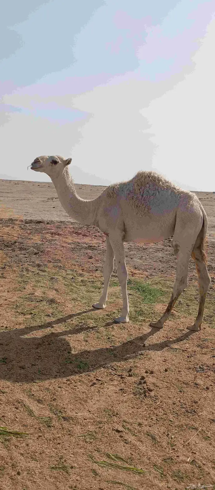 حاشي قعود للبيع 2