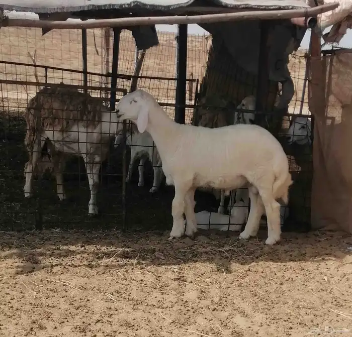 تم البيع 1