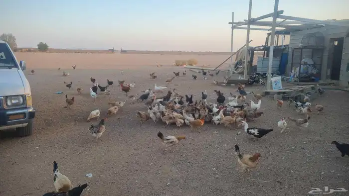 دجاج بلدي 1
