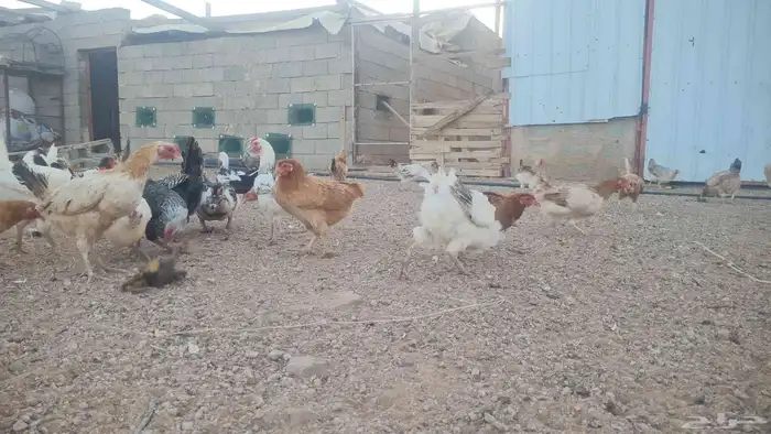 دجاج بلدي 3
