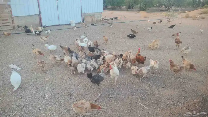 دجاج بلدي 0