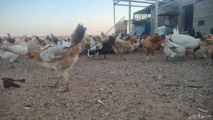دجاج بلدي 2