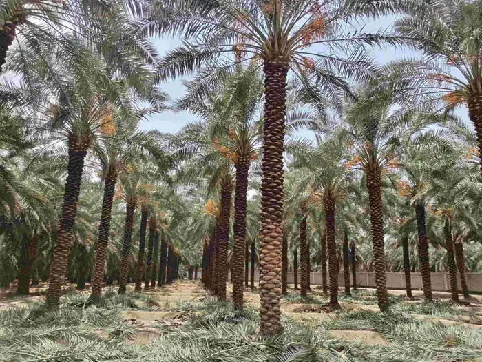 عمال النخل 1