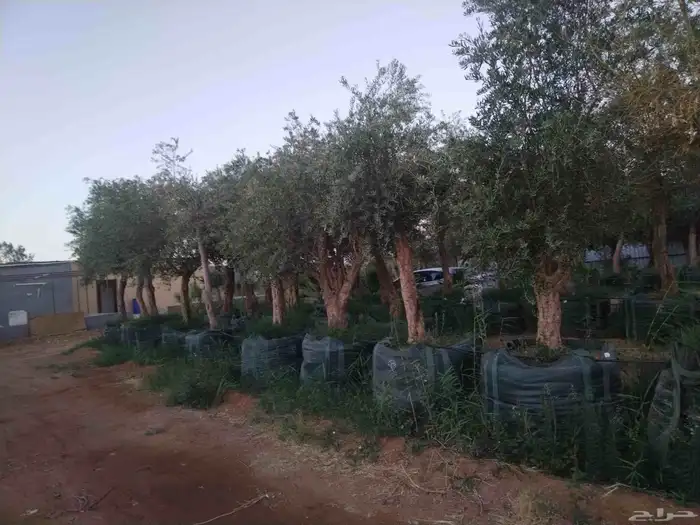 مقاول توريدنخيل عربي وواشنطني وأشجار زيتون معمره وصغيره في م 2