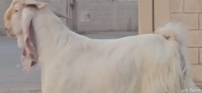 فحل عارضي رباع منتج مطور ابيض كريمي ابرص 3