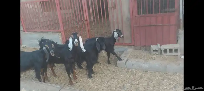 عوارض الاحساء الهفوف 0