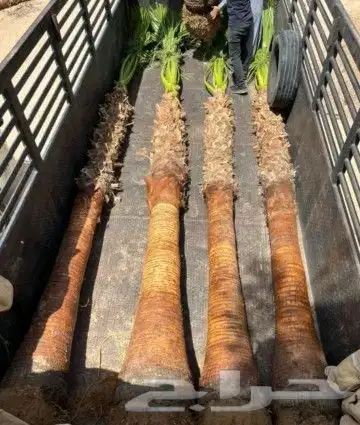نخل للبيع الرياض القصيم مكه شقراء جده نخيل صقعي مجدول سكري 8