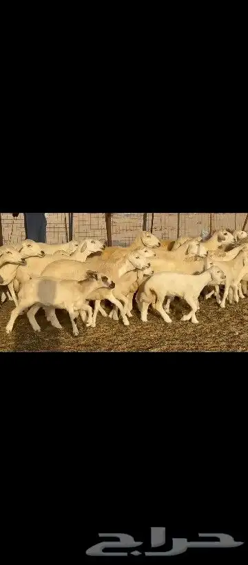 غنم خلفات حريات طيبه بهما ذبائح عددها 41معاها 41 4