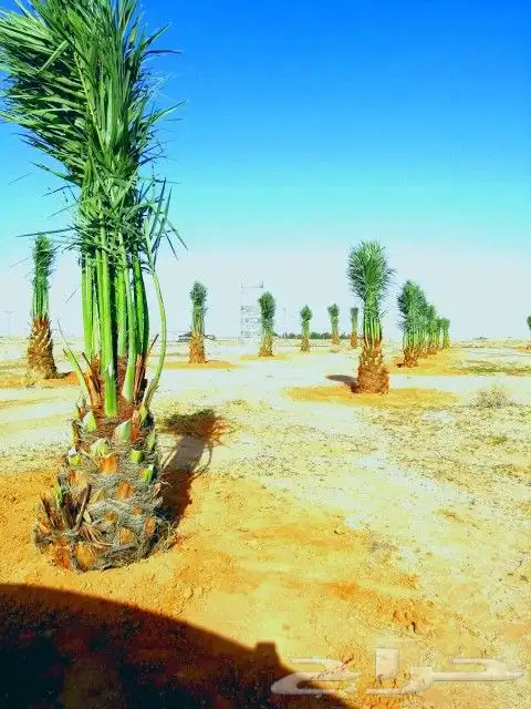 نخل للبيع الرياض القصيم مكه شقراء جده نخيل صقعي مجدول سكري 4