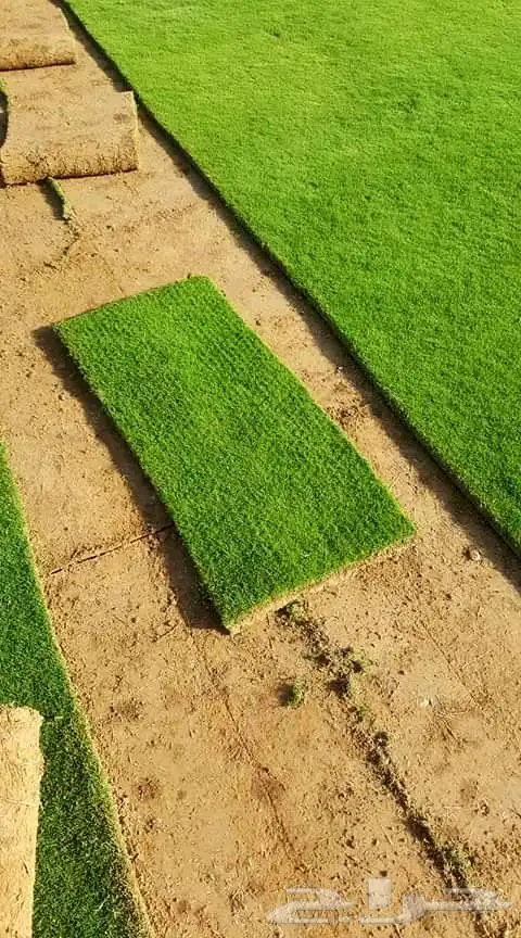 تنسيق حدائق 13