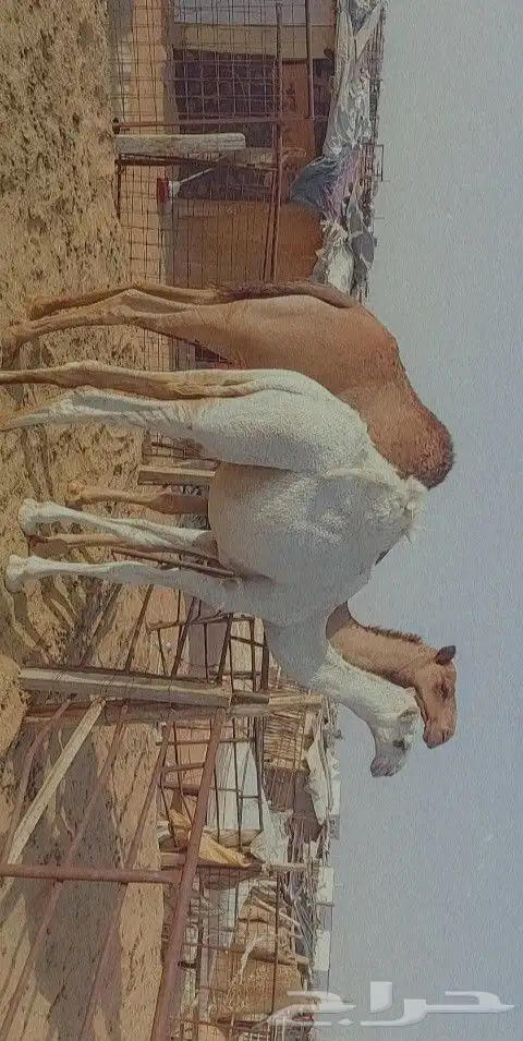 قعود كفو ابوه بعير بن رحيمه وامه عليانيه 6