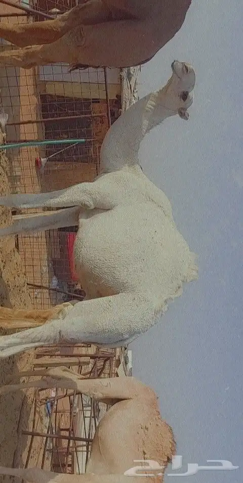 قعود كفو ابوه بعير بن رحيمه وامه عليانيه 3