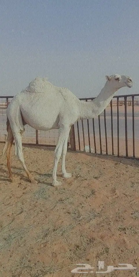 قعود كفو ابوه بعير بن رحيمه وامه عليانيه 5