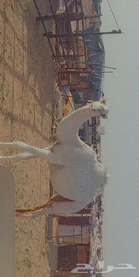 قعود كفو ابوه بعير بن رحيمه وامه عليانيه 0