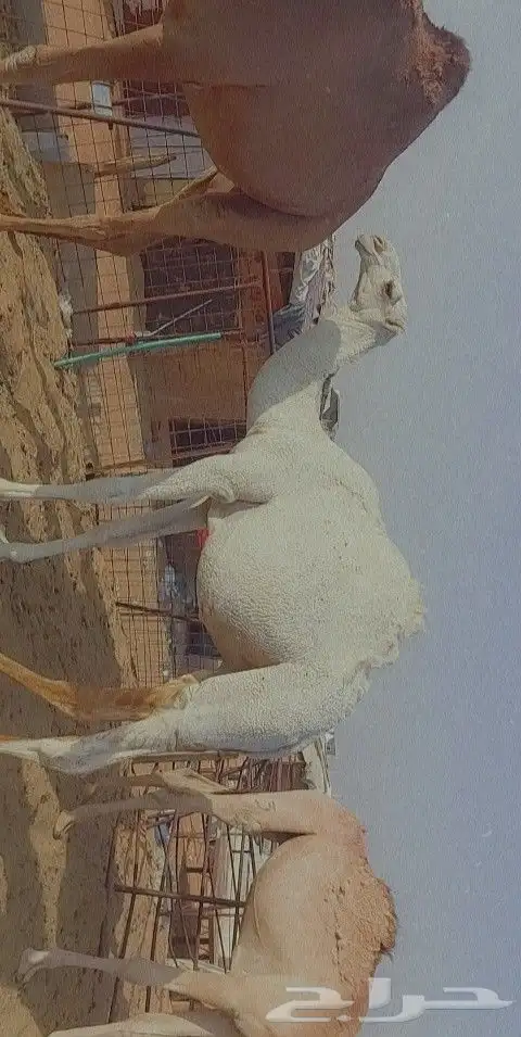 قعود كفو ابوه بعير بن رحيمه وامه عليانيه 2