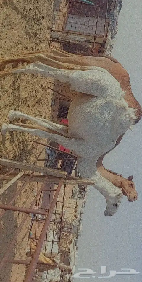 قعود كفو ابوه بعير بن رحيمه وامه عليانيه 7