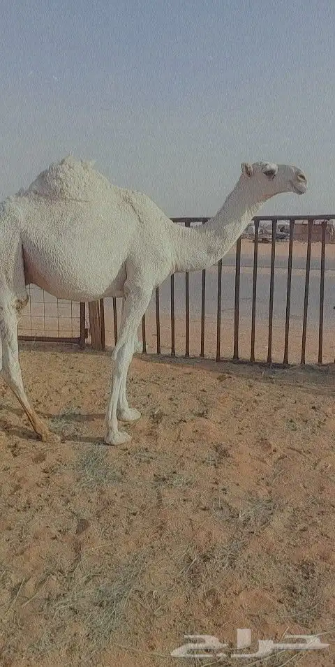قعود كفو ابوه بعير بن رحيمه وامه عليانيه 4