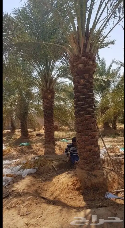 نخل للبيع الرياض القصيم مكه شقراء جده نخيل صقعي مجدول سكري 3