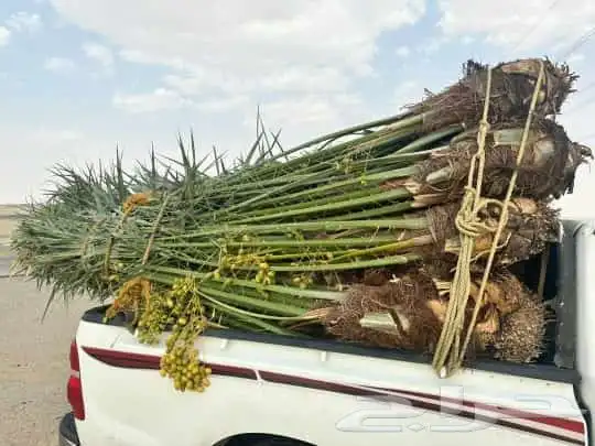 يوجد لدينا جميع انواع النخيل المثمر وتركيب الشبوك كميات نخل 3