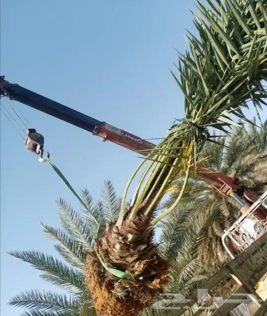 نخل للبيع الرياض القصيم مكه شقراء جده نخيل صقعي مجدول سكري 1