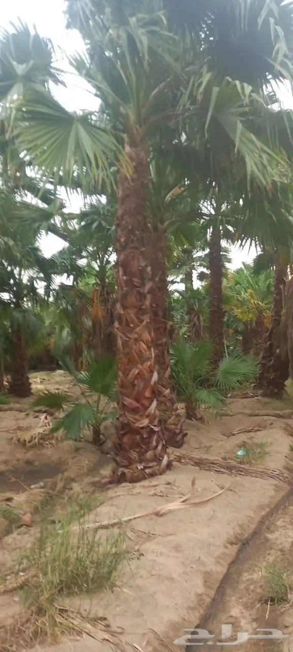 نخل واشنطن زينه أمريكي 1