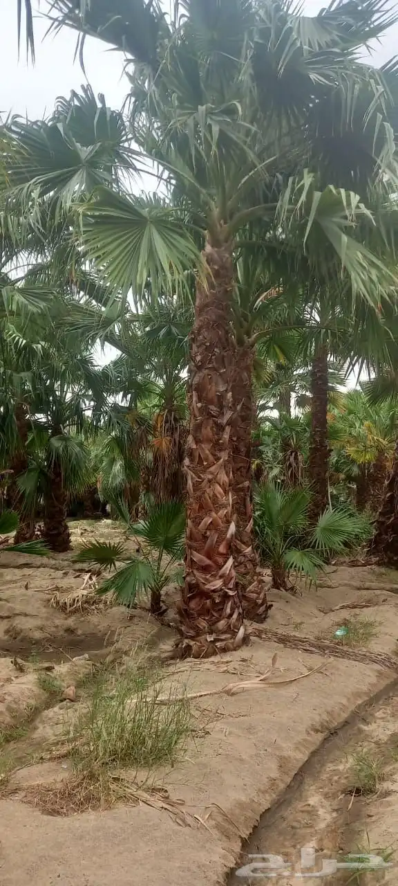 نخل واشنطن زينه أمريكي 3