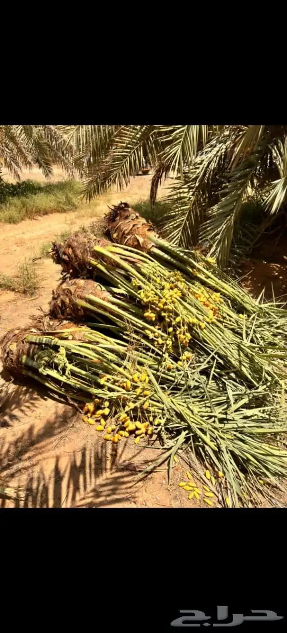 يوجد لدينا جميع انواع النخيل المثمر وتركيب الشبوك كميات نخل 5