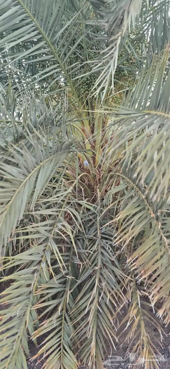نخل خلاص برحي سكري 1